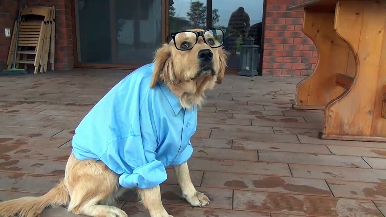 Happy the doctor Dog