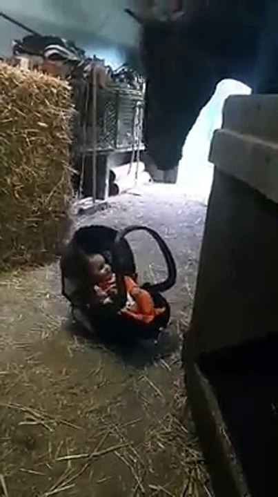 Un cheval berce un bébé