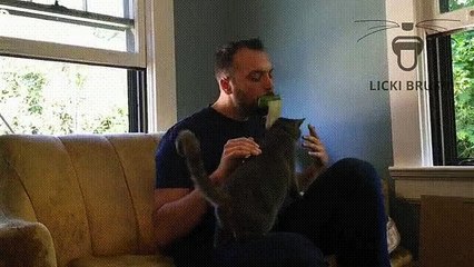 La brosse « Licki Brush » pour lécher votre chat