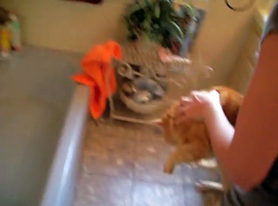 Elle veut baigner son chat, mais le bruit qu'il fait est trop touchant !