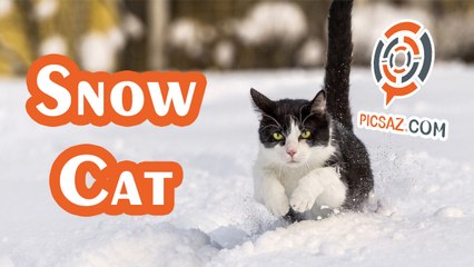 Cat find good way from blocked window