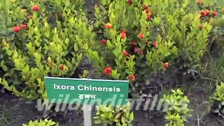 Ixora chinensis - Prince of orange Jungle flame Jasmine in Kolkata ecopark By wildindiafilms