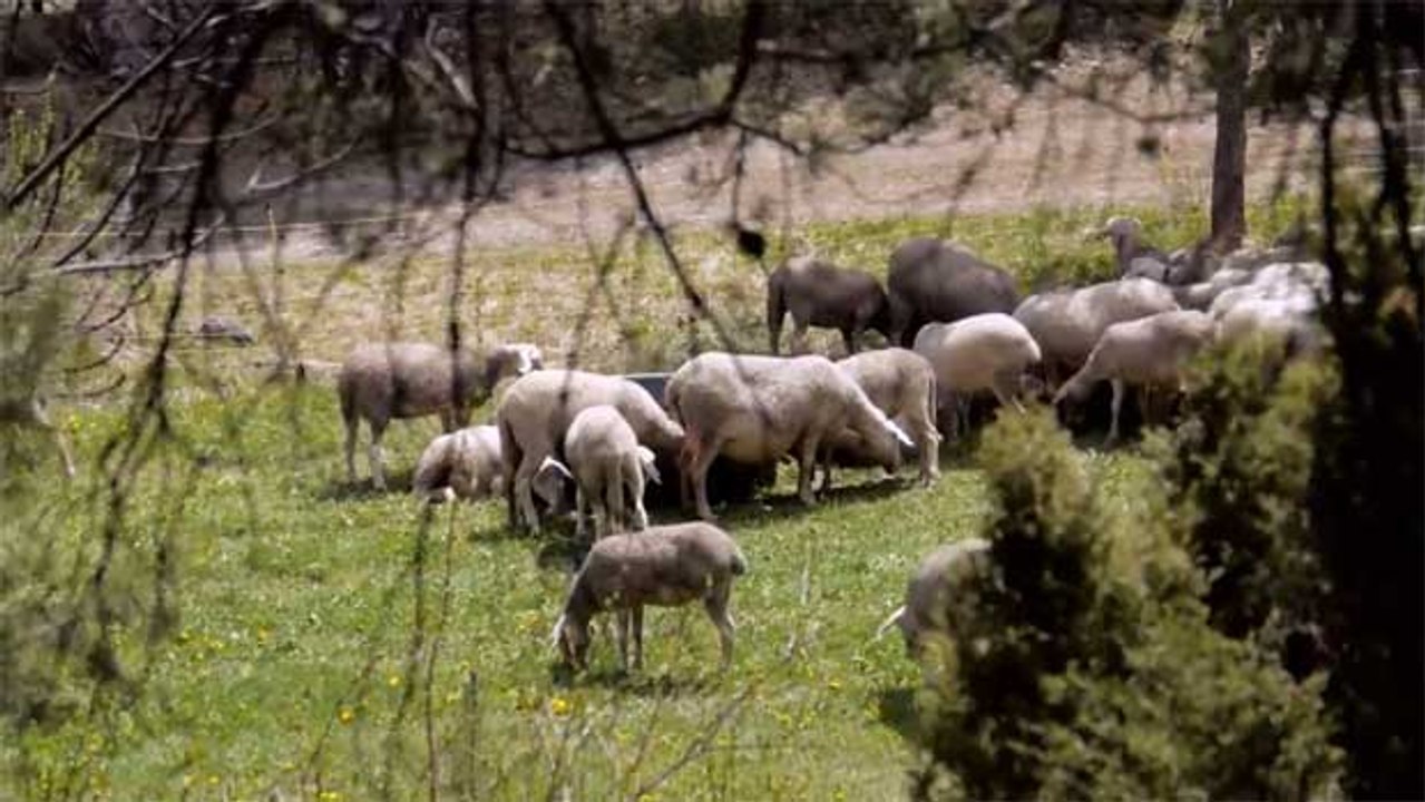 Le JT Montagne : l'agro pastoralisme en montagne