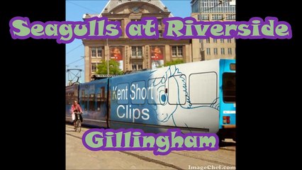 Seagulls feeding at Riverside