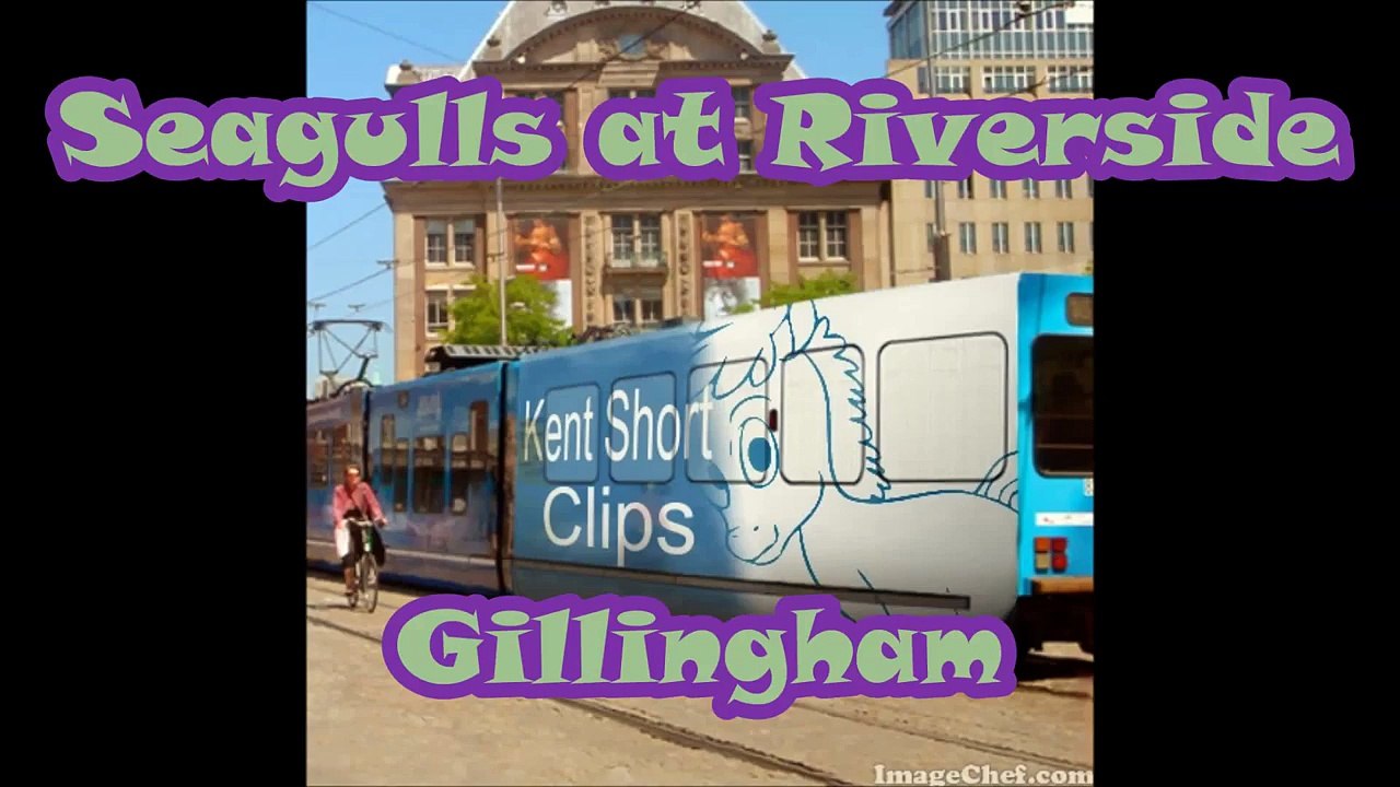 Seagulls feeding at Riverside