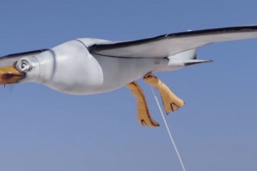 Dron gaviota suelta crema sobre bañistas para concienciar