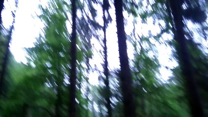 La survie en  forêt ( partie 2 )