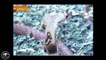 Eagle vs Snake Real Fight   Eagle Attack Snakes ☆ Amazing Animal