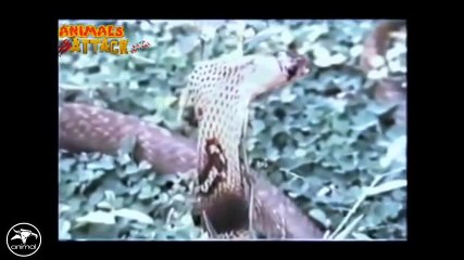 Eagle vs Snake Real Fight   Eagle Attack Snakes ☆ Amazing Animal