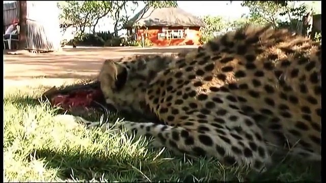 Leopards life Birds Life Leopards Attack Leopards Kills Wild Wild Documentary