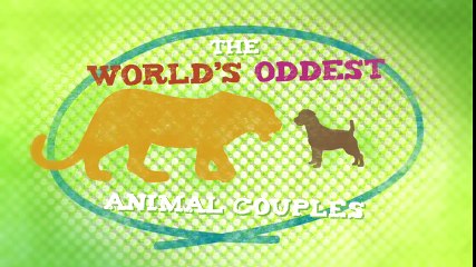 Lions Treat Woman Like the Leader of the Pride