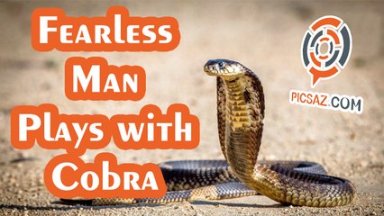 Fearless man cleaning cobra cage