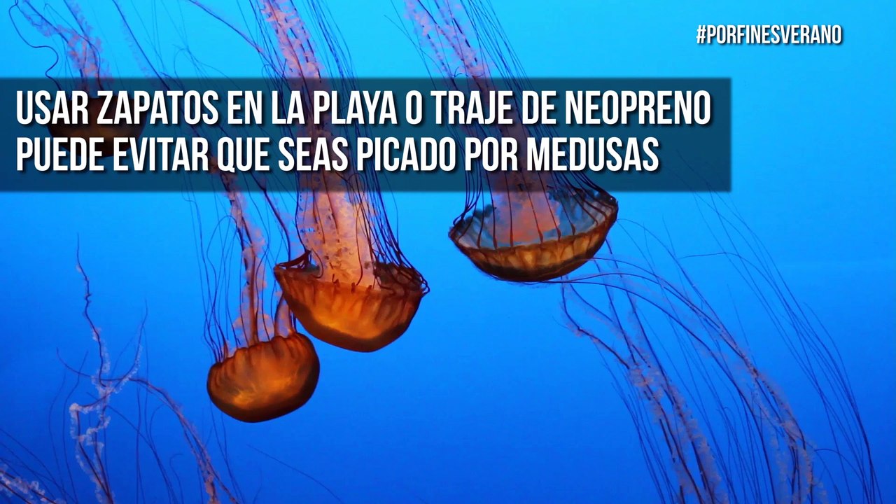 ¿Irás a la playa en este verano? A lo mejor no sabías que...