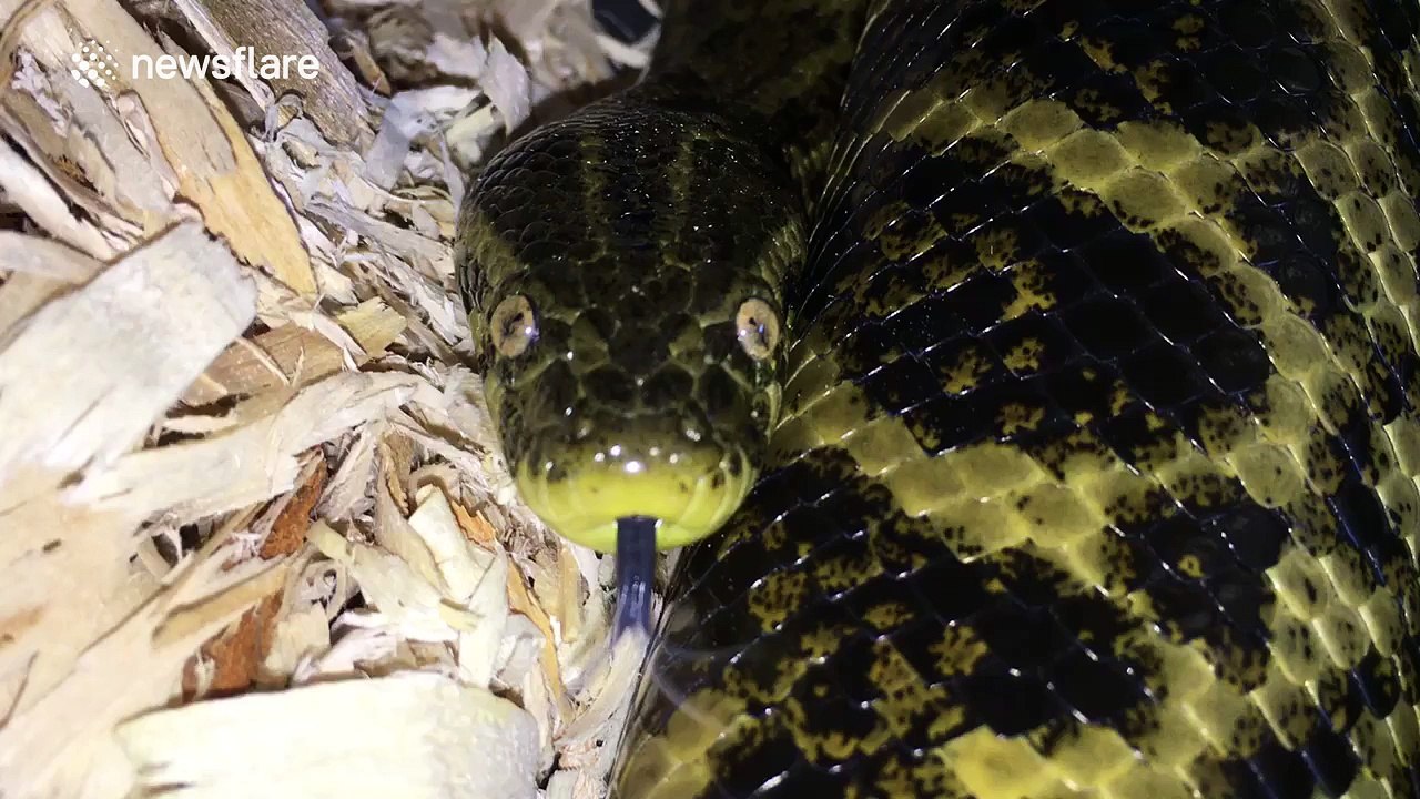 Close-up footage of a slithering anaconda