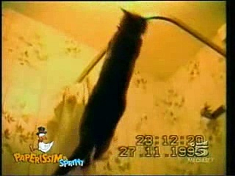 безумные коты