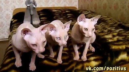 Вот это я понимаю хор