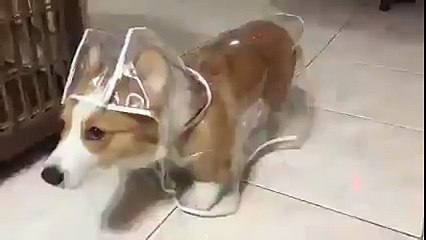 Актуальная мода. Смешные приколы собаки