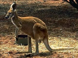 Tie Me Kangaroo Down Sport