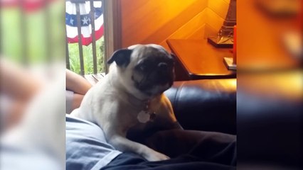 15 Ridiculously Cute Pet Sneezes