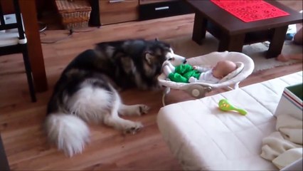 Alaskan Malamute Evo Babysitting (Cute Baby with Cute Dog)