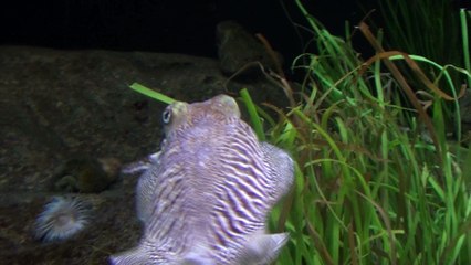 the Oceaneario of lisboa/مناظر جميلة تحت الماء