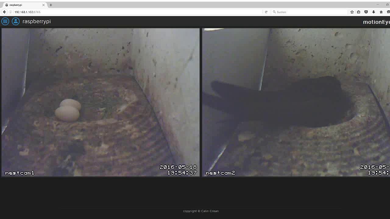 Mauersegler Nestcam 2016.04 - 18. Mai - Zwei Eier im einen Nest