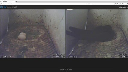 Mauersegler Nestcam 2016.04 - 18. Mai - Zwei Eier im einen Nest