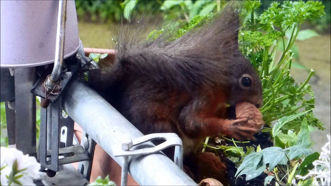 Gib_geld_sonst_muss_eichhorn_sterben