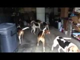 Pack of Dogs Invade Garage in Cutest Take Over Ever