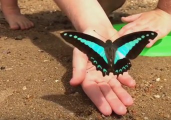 Friendly Butterfly Plays With Little Girl