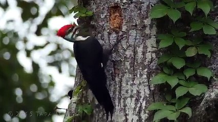 please watch this amazing video about nature