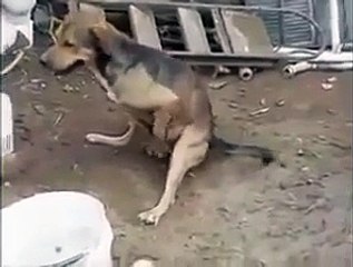 Terbiyesiz köpek çok komik izle ve gör _D