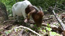 Cabras para recuperar bosques dañados por el huracán Sandy en Nueva York