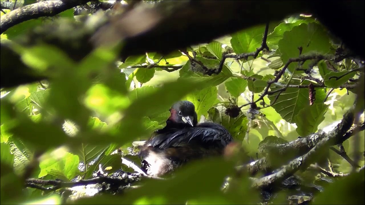 Dabchick