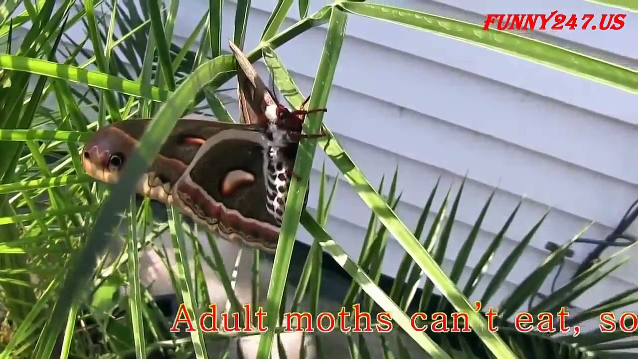Top 10 animal die affter giving birth