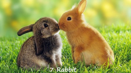 Top 10 Cutest Lovely Animal Babies Videos