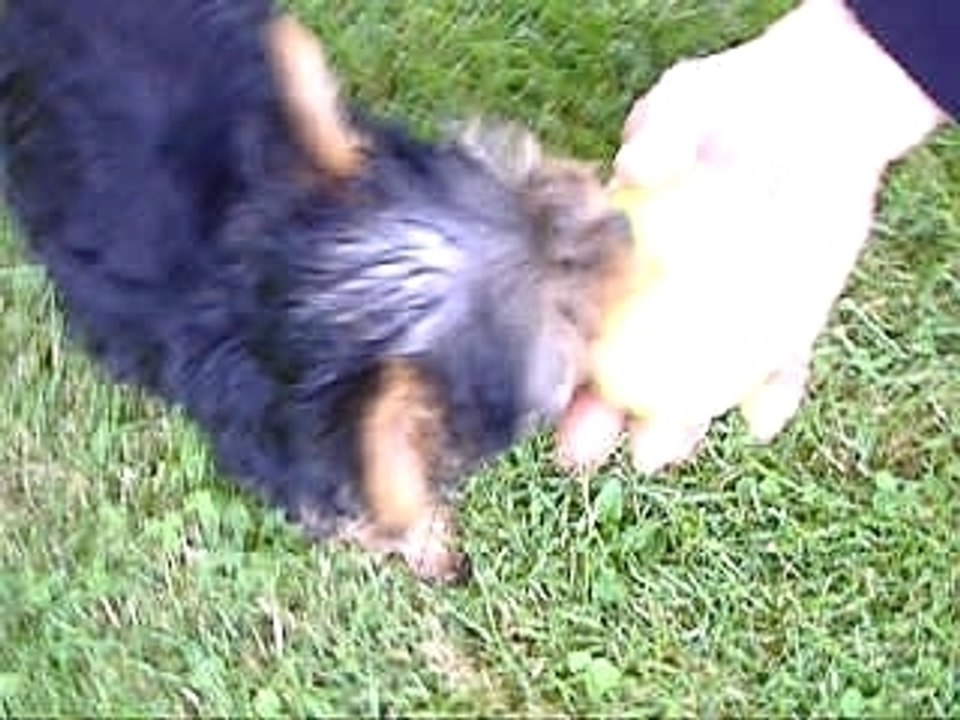 Curly bébé