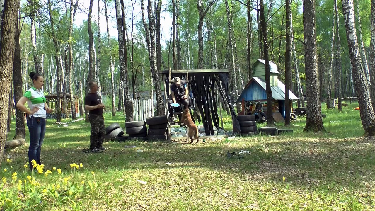 Вайпер, Эрбол, Витория