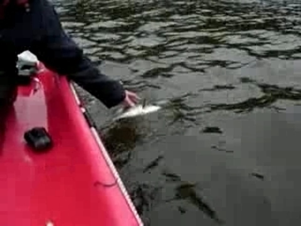 Peche bar au leurre de surface