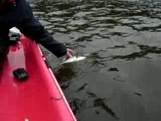 Peche bar au leurre de surface