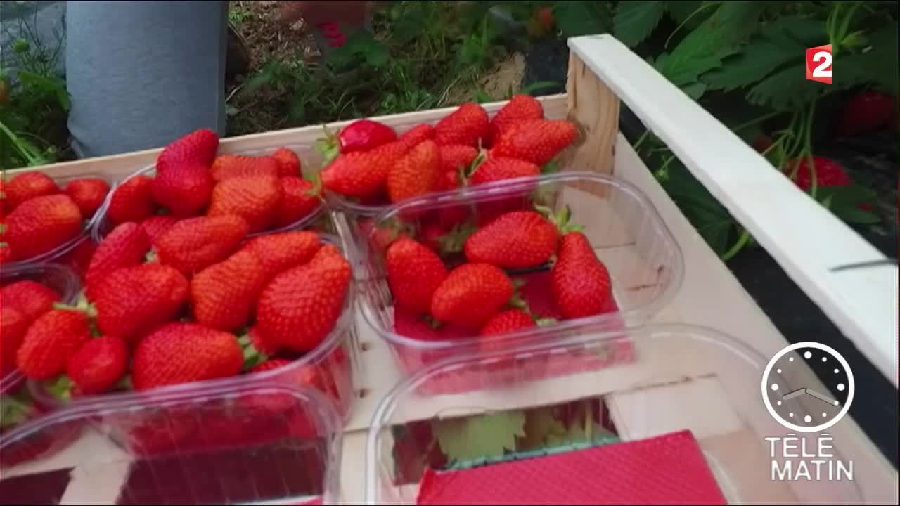 Conso - Des fraises sans pesticides - 2016/05/19