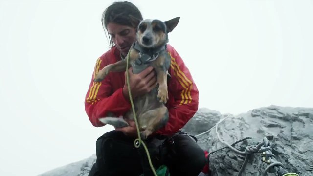 Whisper, le chien qui vole avec son maître !