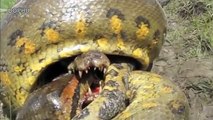 Animals Attacks-Anaconda VS Cocodrilo-Big Battle