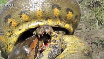 Animals Attacks-Anaconda VS Cocodrilo-Big Battle