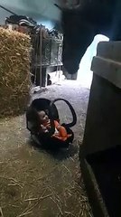 Un cheval berce un bébé !