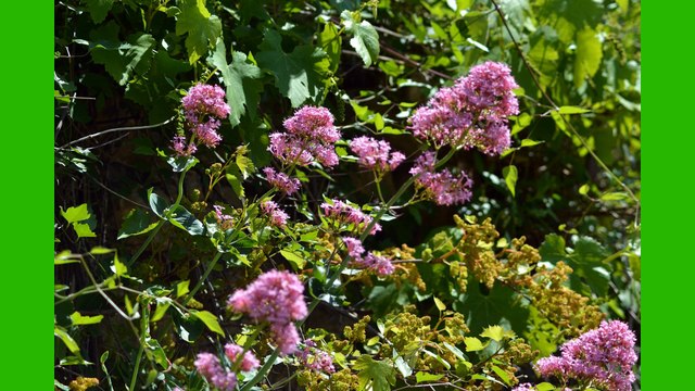 BESSEGES COMBES GARD LES CEVENNES