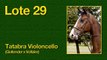 La tatabra 2013 - Lote 29 -- Tatabra Violoncello (Quitender x Voltaire)