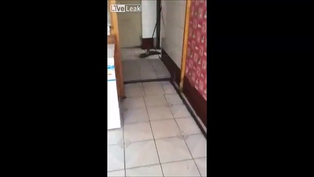 Un chat peureux se fait pourrir par une souris... Le pauvre