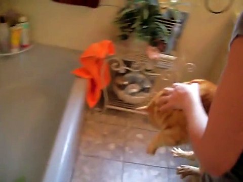 Elle veut baigner son chat, mais écoutez la pauvre bête... Trop marrant
