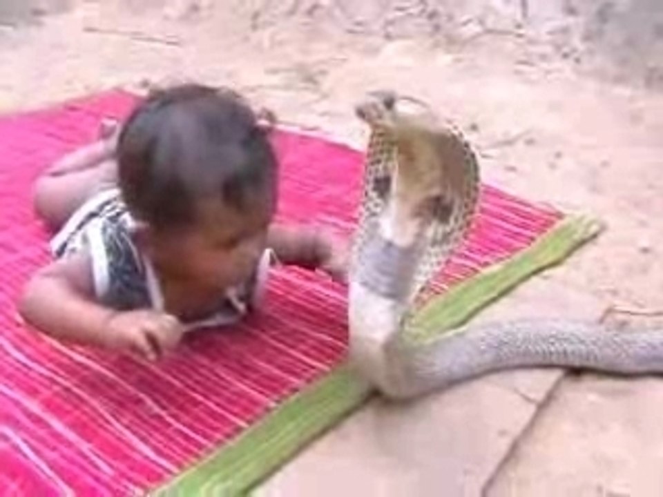 Bébé Vs Cobra